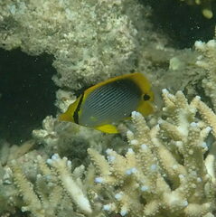 Chaetodon melannotus