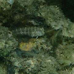 Salarias alboguttatus