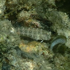 Salarias alboguttatus