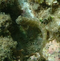 Salarias alboguttatus