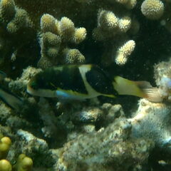 Thalassoma nigrofasciatum