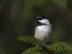 Poecile atricapillus image