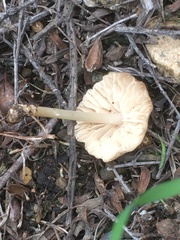 Marasmius albogriseus
