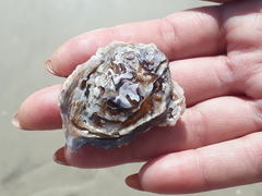 Saccostrea cuccullata