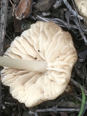 Marasmius albogriseus
