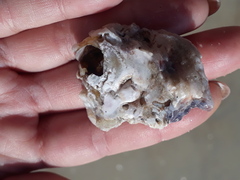 Saccostrea cuccullata