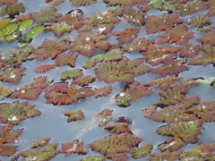 Azolla pinnata