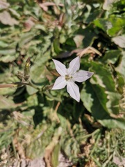 Nicotiana repanda