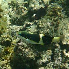 Thalassoma nigrofasciatum