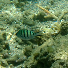 Abudefduf whitleyi