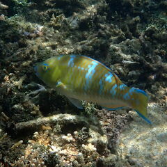 Scarus ghobban