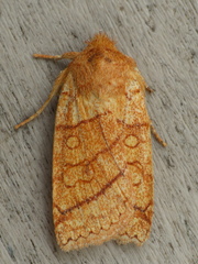 Pyreferra hesperidago