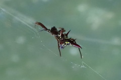 Micrathena