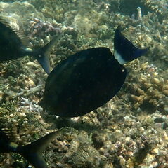 Acanthurus blochii