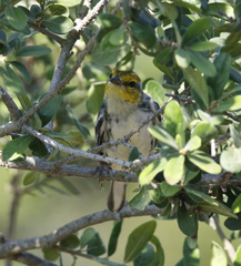 Setophaga chrysoparia