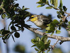 Setophaga chrysoparia