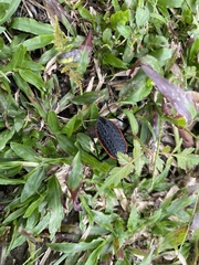 Carabus nankotaizanus