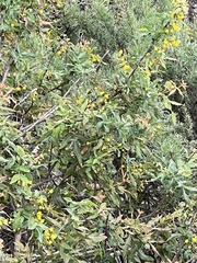 Berberis nevinii