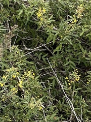 Berberis nevinii