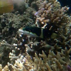 Thalassoma nigrofasciatum