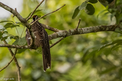 Dromococcyx phasianellus