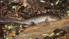 Ambystoma talpoideum