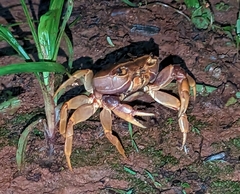 Potamonautidae