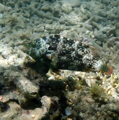 Cheilinus chlorourus