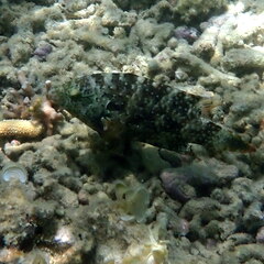 Cheilinus chlorourus