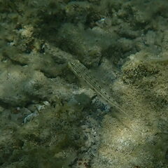 Valenciennea longipinnis