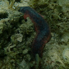Holothuria edulis