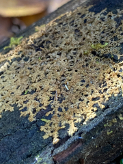 Ptilidium pulcherrimum