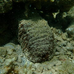 Actinopyga echinites