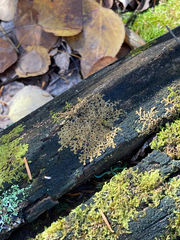 Ptilidium pulcherrimum