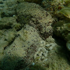 Actinopyga echinites