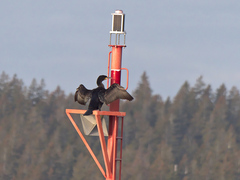 Phalacrocorax carbo image