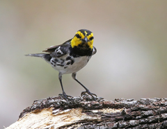 Setophaga chrysoparia