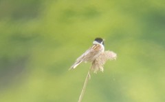 Emberiza