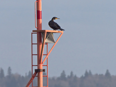Phalacrocorax carbo image