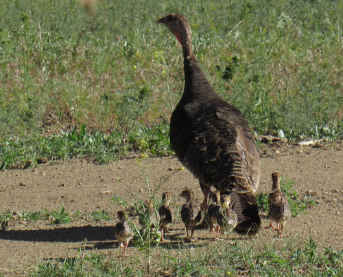 Wild Turkey photographed in Idaho