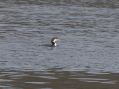 Gavia immer image