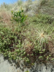 Pimelea villosa