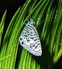 Leptotes