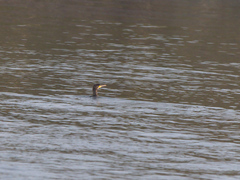 Phalacrocorax carbo image