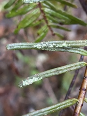 Fellhanera bouteillei