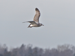 Larus argentatus image