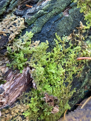 Ptilidium pulcherrimum