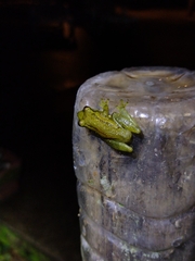 Scinax