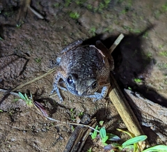 Arthroleptis xenodactyloides