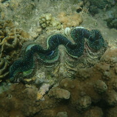 Tridacna maxima